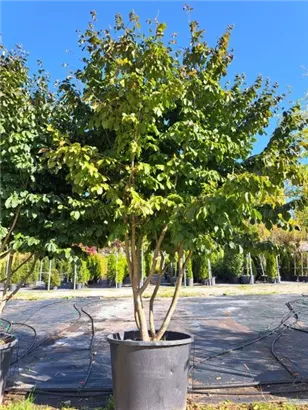 Eisenbaum - Parrotia persica - Formgehölze