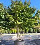 Eisenbaum - Parrotia persica - Formgehölze