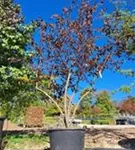 Toringo Apfel Scarlet - Malus toringo Scarletta