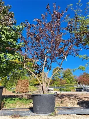 Toringo Apfel Scarlet - Malus toringo Scarletta