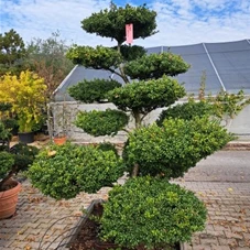 Ilex crenata 'Convexa' - Bonsai, Gartenbonsai Nr. 34 - 2023 - 140