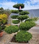 Löffel-Ilex - Ilex crenata 'Convexa' - Bonsai