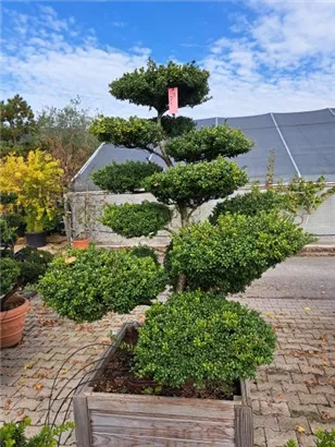 Löffel-Ilex - Ilex crenata 'Convexa' - Bonsai