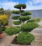 Löffel-Ilex - Ilex crenata 'Convexa' - Bonsai