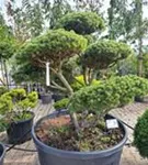Kugel-Kiefer 'Mops' - Pinus mugo 'Mops' - Bonsai