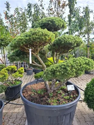 Kugel-Kiefer 'Mops' - Pinus mugo 'Mops' - Bonsai