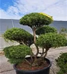 Kugel-Kiefer 'Mops' - Pinus mugo 'Mops' - Bonsai