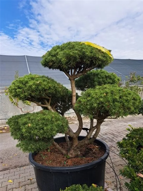 Kugel-Kiefer 'Mops' - Pinus mugo 'Mops' - Bonsai
