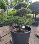 Kugel-Kiefer 'Mops' - Pinus mugo 'Mops' - Bonsai