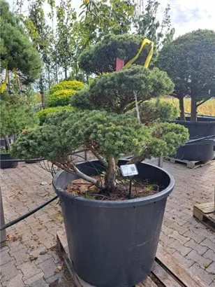 Kugel-Kiefer 'Mops' - Pinus mugo 'Mops' - Bonsai