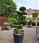 Hinoki-Scheinzypresse - Chamaecyparis obtusa