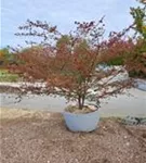Korkflügelstrauch - Euonymus alatus - Bonsai