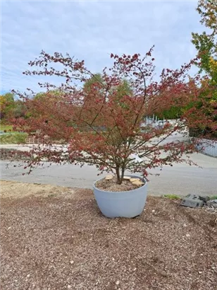 Korkflügelstrauch - Euonymus alatus - Bonsai