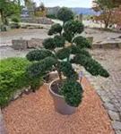 Japan-Stechpalme - Ilex crenata