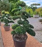 Japan-Stechpalme - Ilex crenata