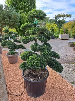 Japan-Stechpalme - Ilex crenata