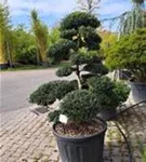 Japan-Stechpalme - Ilex crenata