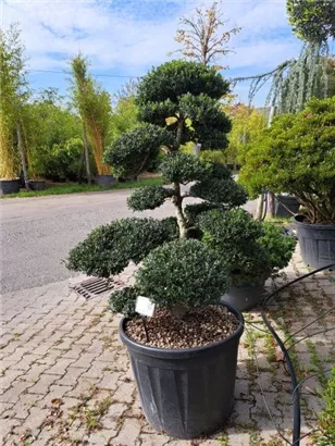 Japan-Stechpalme - Ilex crenata