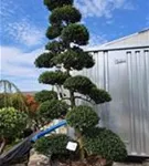 Japan-Stechpalme - Ilex crenata