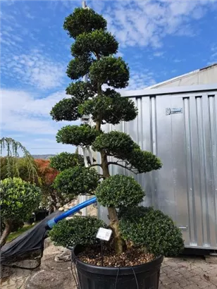 Japan-Stechpalme - Ilex crenata