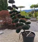 Japan-Stechpalme - Ilex crenata