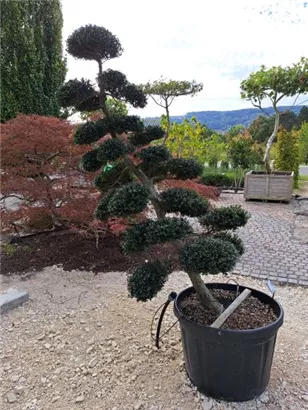 Japan-Stechpalme - Ilex crenata