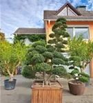 Japan-Stechpalme - Ilex crenata