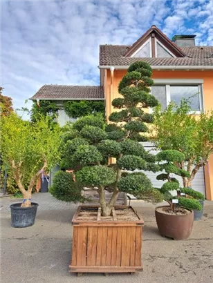 Japan-Stechpalme - Ilex crenata