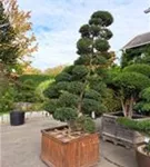 Japan-Stechpalme - Ilex crenata