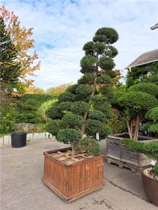 Japan-Stechpalme - Ilex crenata