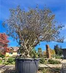 Mönchspfeffer - Vitex agnus-castus