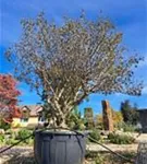 Mönchspfeffer - Vitex agnus-castus