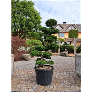 Chamaecyparis obtusa