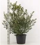 Stechpalme 'Blue Maid' -R- - Ilex meserveae 'Blue Maid' -R-