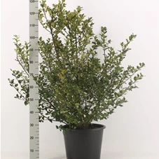 Ilex meserveae 'Blue Maid' -R-, mB 100- 125