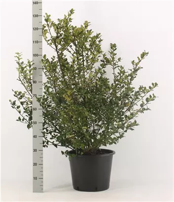 Stechpalme 'Blue Maid' -R- - Ilex meserveae 'Blue Maid' -R-