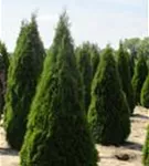 Lebensbaum 'Smaragd' - Thuja occidentalis 'Smaragd' - Heckenpflanzen