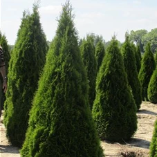 Thuja occidentalis 'Smaragd' - Heckenpflanzen, mDb 225- 250