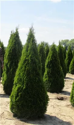 Lebensbaum 'Smaragd' - Thuja occidentalis 'Smaragd' - Heckenpflanzen