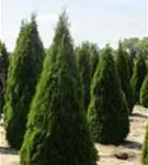 Lebensbaum 'Smaragd' - Thuja occidentalis 'Smaragd' - Heckenpflanzen