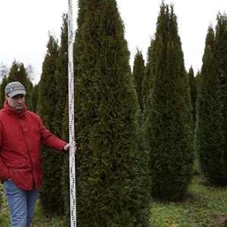 Thuja occidentalis 'Smaragd' - Heckenpflanzen, MDb 250- 275