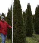 Lebensbaum 'Smaragd' - Thuja occidentalis 'Smaragd' - Heckenpflanzen