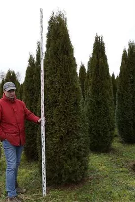 Lebensbaum 'Smaragd' - Thuja occidentalis 'Smaragd' - Heckenpflanzen