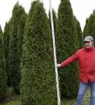 Lebensbaum 'Smaragd' - Thuja occidentalis 'Smaragd' - Heckenpflanzen