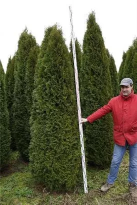 Lebensbaum 'Smaragd' - Thuja occidentalis 'Smaragd' - Heckenpflanzen