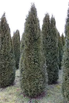 Lebensbaum 'Smaragd' - Thuja occidentalis 'Smaragd' - Heckenpflanzen