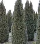 Lebensbaum 'Smaragd' - Thuja occidentalis 'Smaragd' - Heckenpflanzen