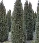 Lebensbaum 'Smaragd' - Thuja occidentalis 'Smaragd' - Heckenpflanzen