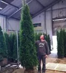 Lebensbaum 'Smaragd' - Thuja occidentalis 'Smaragd' - Heckenpflanzen
