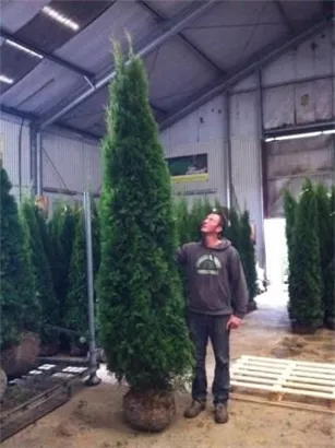 Lebensbaum 'Smaragd' - Thuja occidentalis 'Smaragd' - Heckenpflanzen